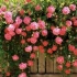 Webly roses - správna starostlivosť o rozmarné krásy
